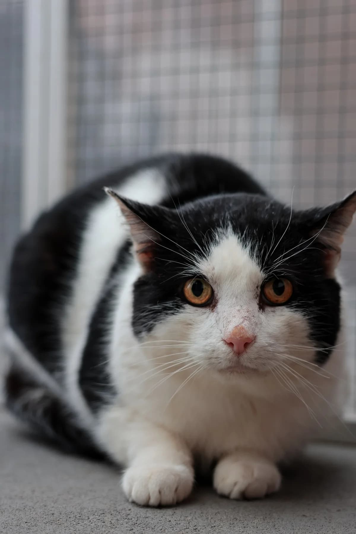 Lucas, male European Shorthair for adoption at BMT Tierheim Arche Noah Stuhr