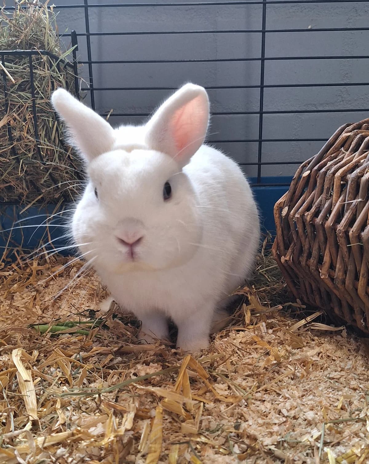 Rakete, male mixed breed for adoption at BMT Tierheim Arche Noah Stuhr