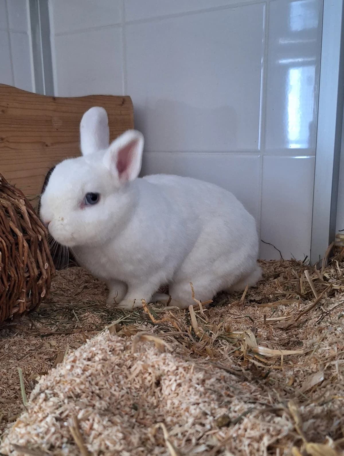 Erbse, female mixed breed for adoption at BMT Tierheim Arche Noah Stuhr