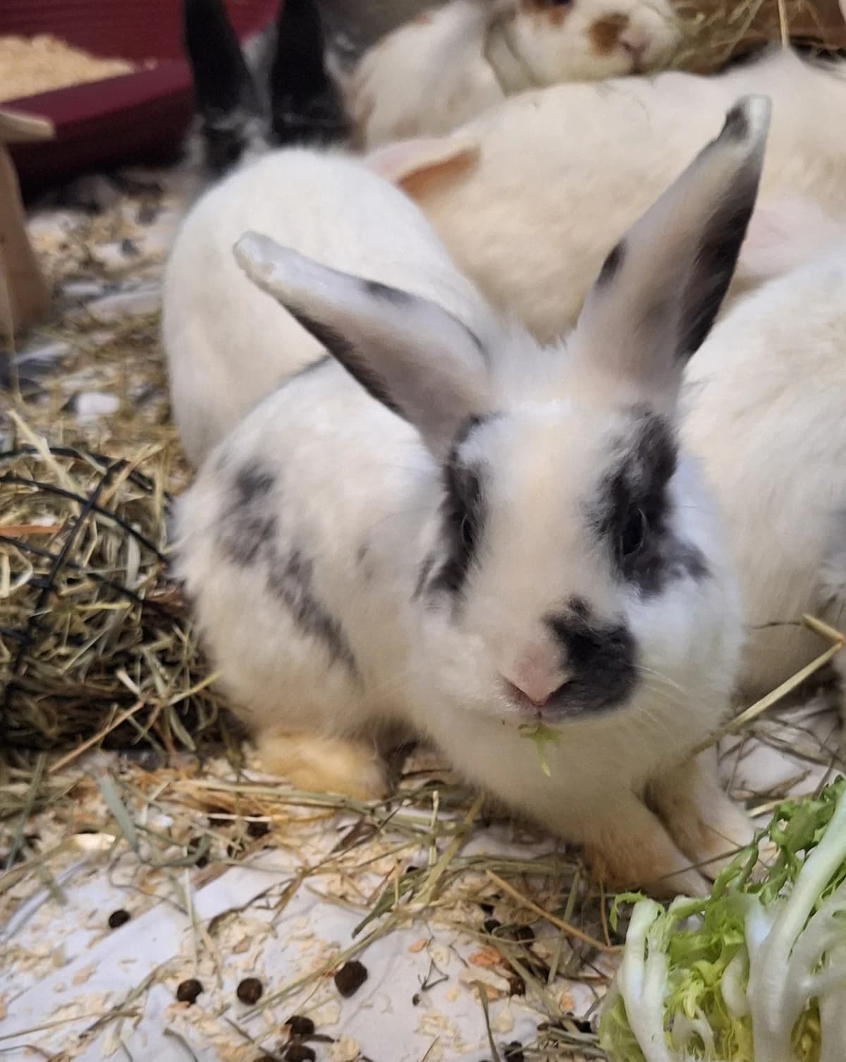 Aponi, female mixed breed for adoption at BMT Tierheim Arche Noah Stuhr