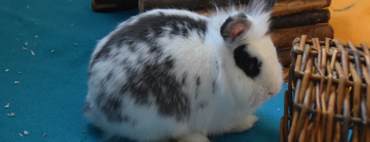 Cream, female mixed breed for adoption at BMT Tierheim Arche Noah Stuhr