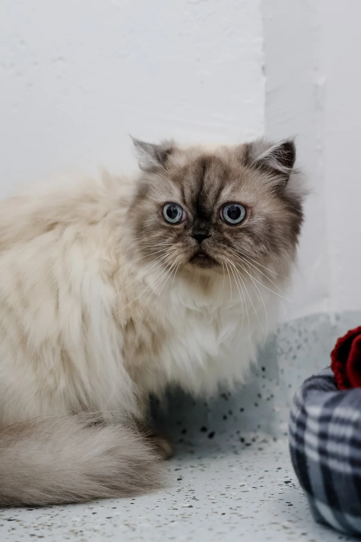 Lena, female Persian for adoption at BMT Tierheim Arche Noah Stuhr