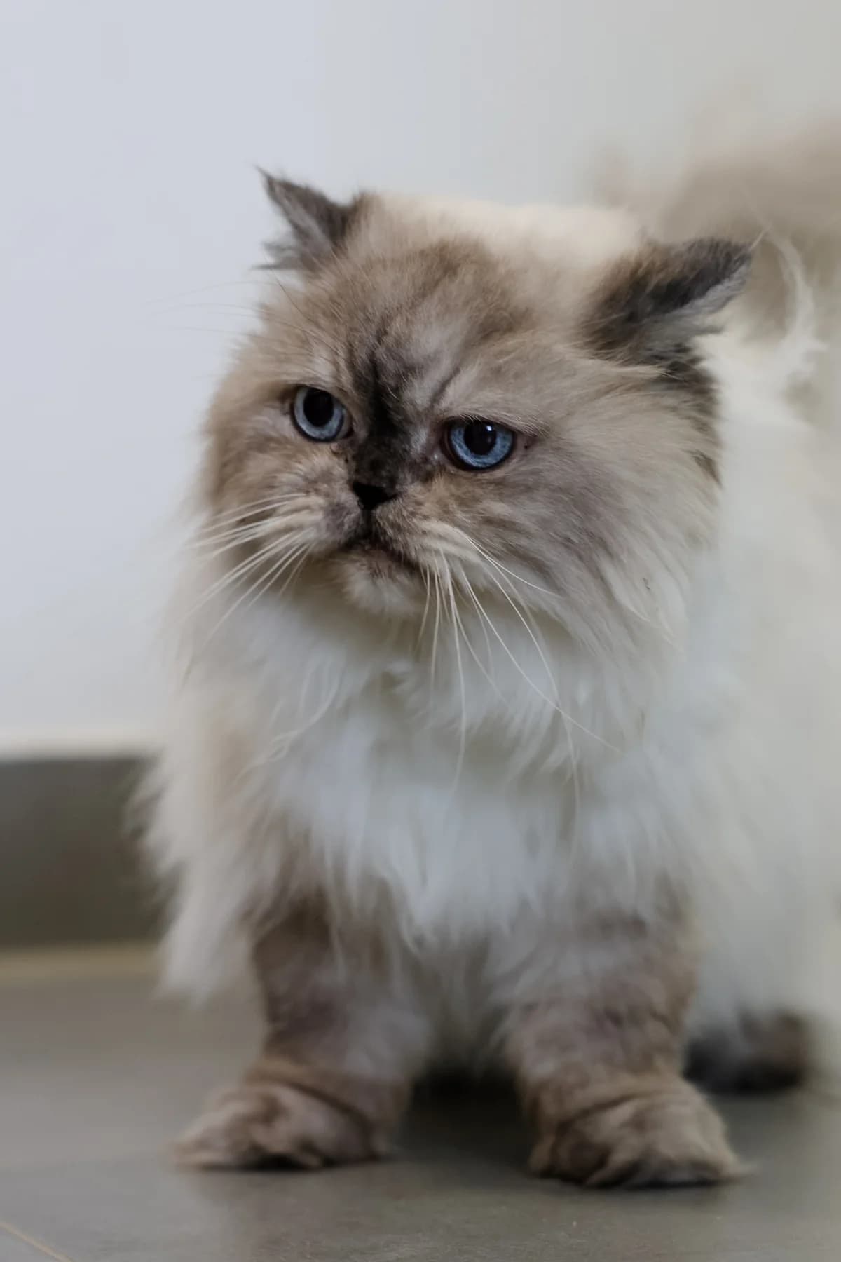 Pia, female Persian for adoption at BMT Tierheim Arche Noah Stuhr