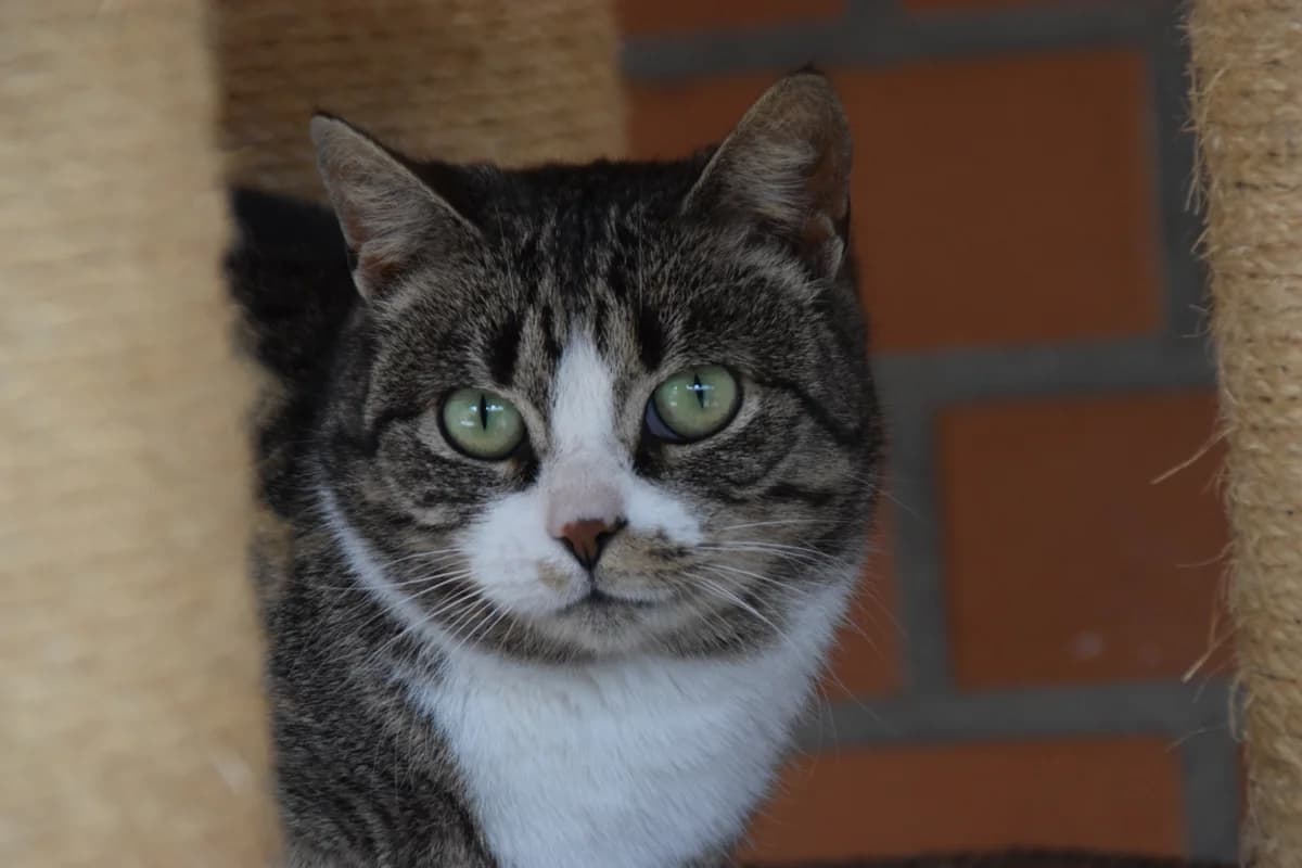 Crepes, female 6yo European Shorthair for adoption at BMT Tierheim Arche Noah Stuhr