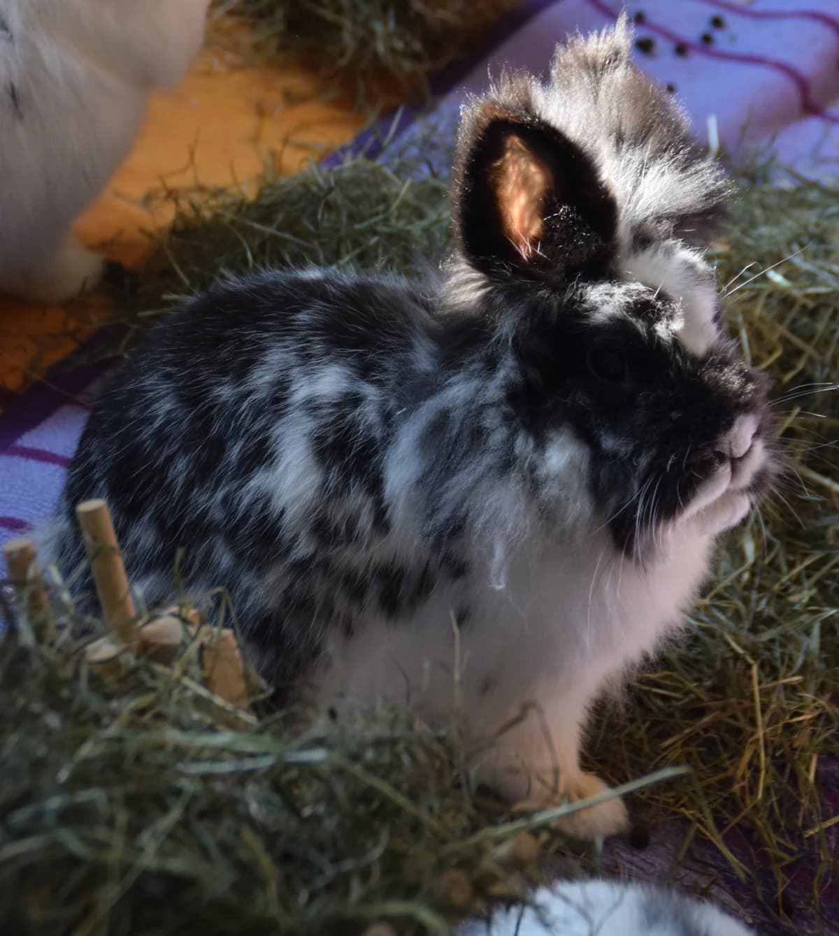 Tala, female mixed breed for adoption at BMT Tierheim Arche Noah Stuhr