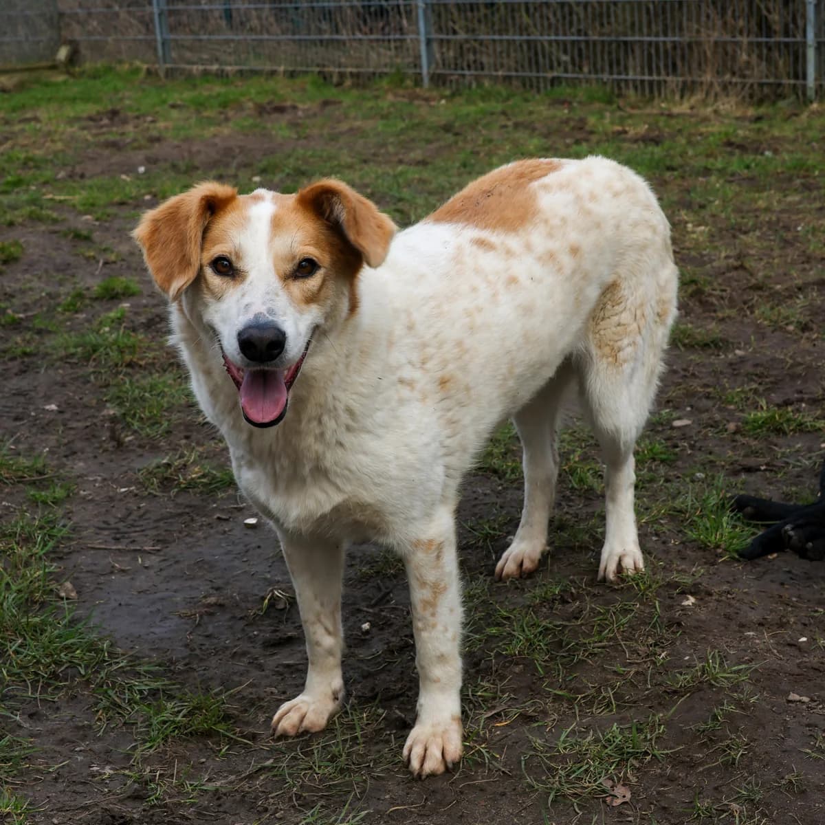 Ara, female young Mixed Breed for adoption at BMT Tierheim Arche Noah Stuhr