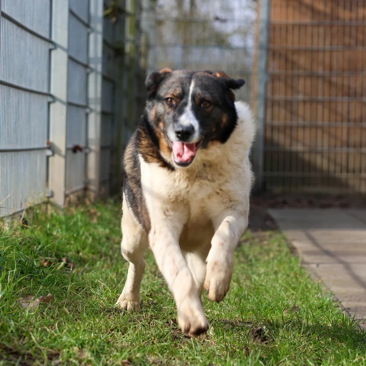 Ada, female 3yo Mixed Breed for adoption at BMT Tierheim Arche Noah Stuhr