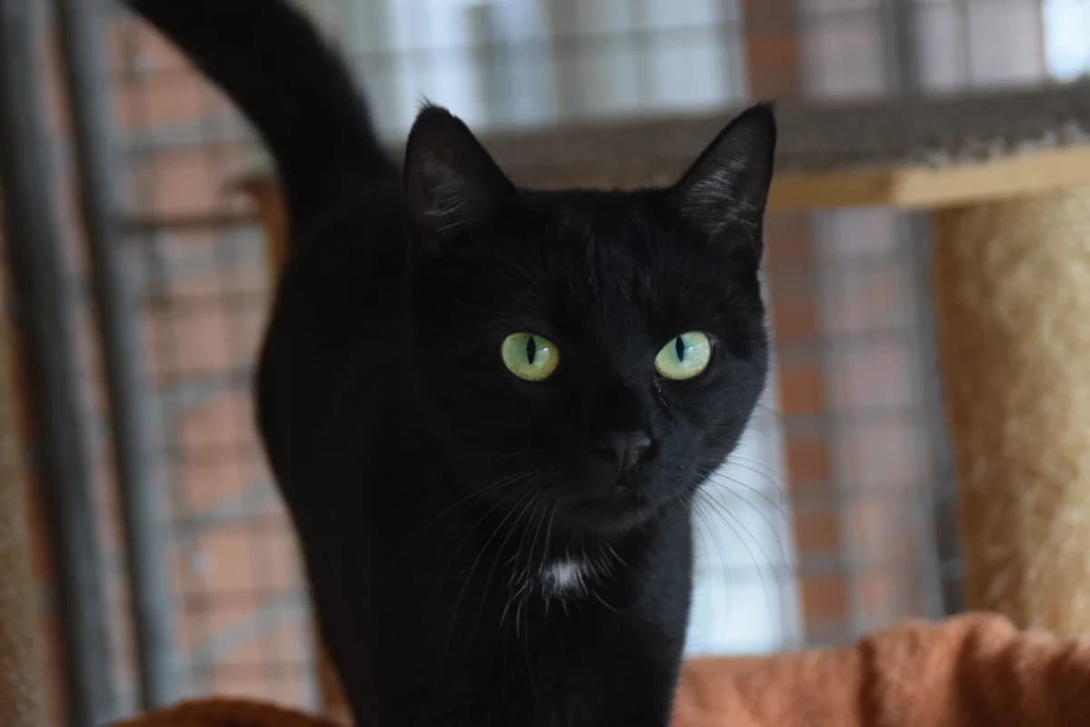 Pandora, female European Shorthair for adoption at BMT Tierheim Arche Noah Stuhr