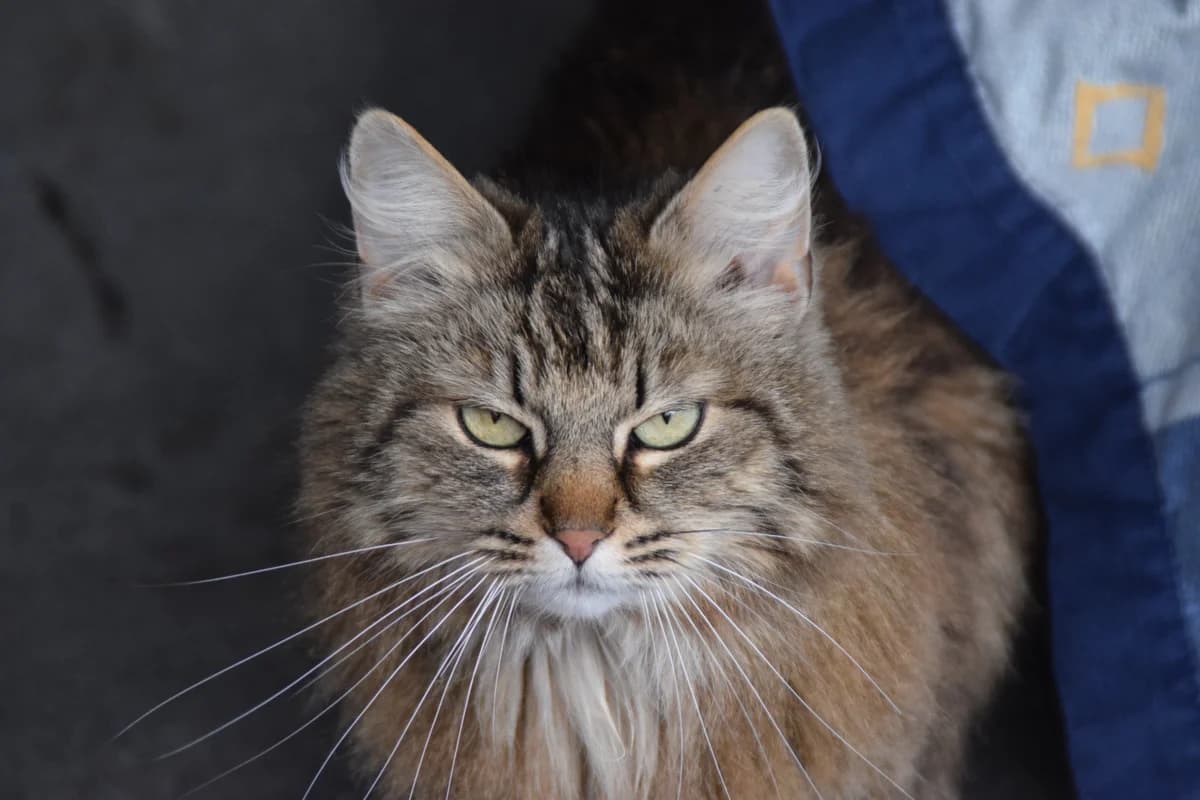 Nia, female mixed breed for adoption at BMT Tierheim Arche Noah Stuhr