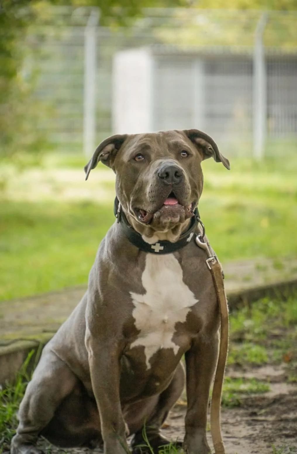 Capo, male 3yo American Bully for adoption at BMT Tierheim Arche Noah Stuhr