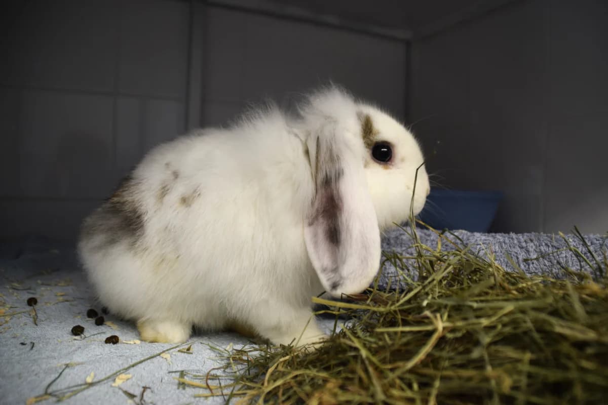 Jizu, male mixed breed for adoption at BMT Tierheim Arche Noah Stuhr