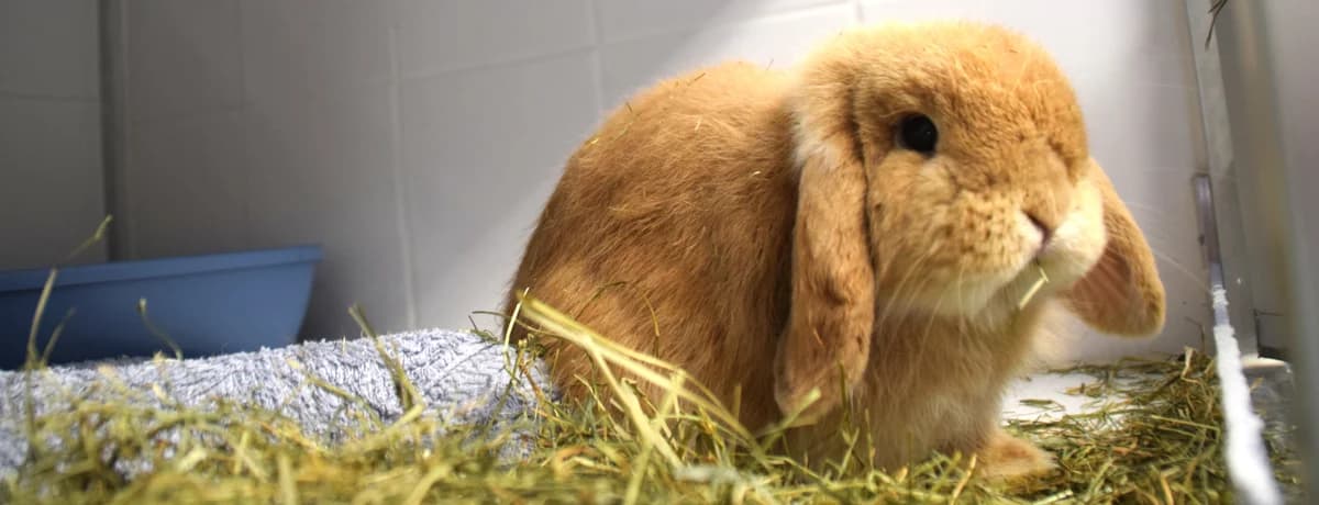 Milo, male mixed breed for adoption at BMT Tierheim Arche Noah Stuhr