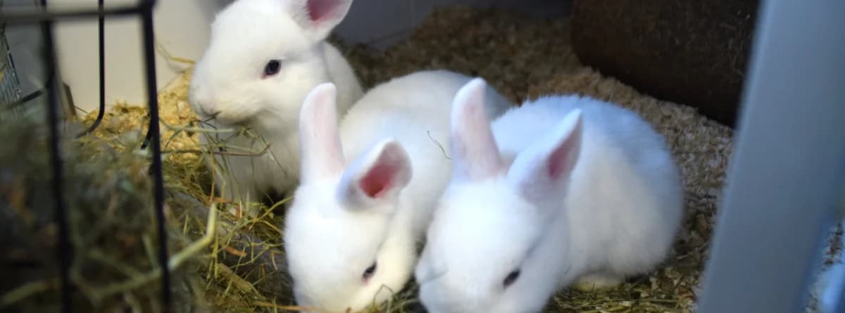 Norli, male mixed breed for adoption at BMT Tierheim Arche Noah Stuhr