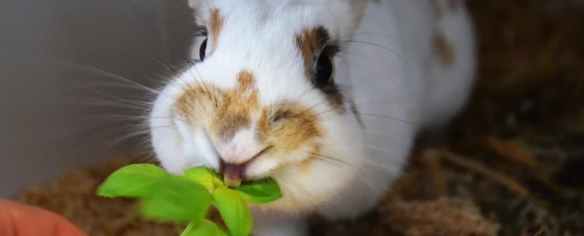 Lilly, female mixed breed for adoption at BMT Tierheim Arche Noah Stuhr