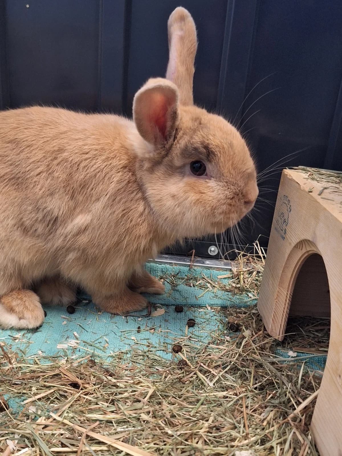 Wilson, male mixed breed for adoption at BMT Tierheim Arche Noah Stuhr