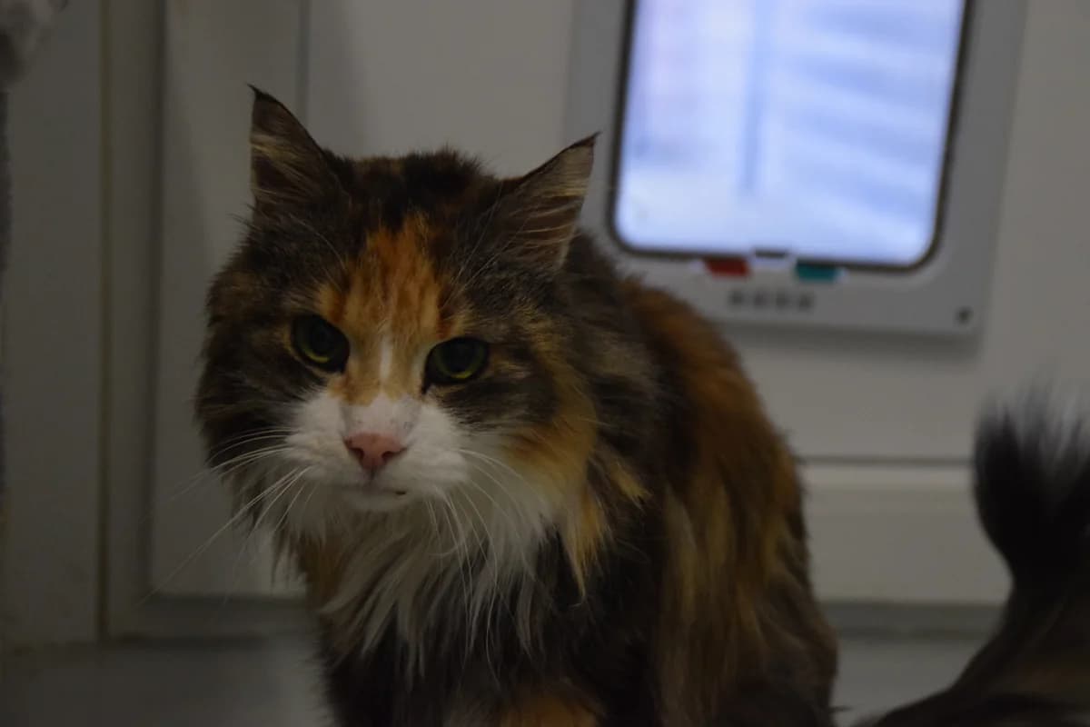 Shea, female mixed breed for adoption at BMT Tierheim Arche Noah Stuhr