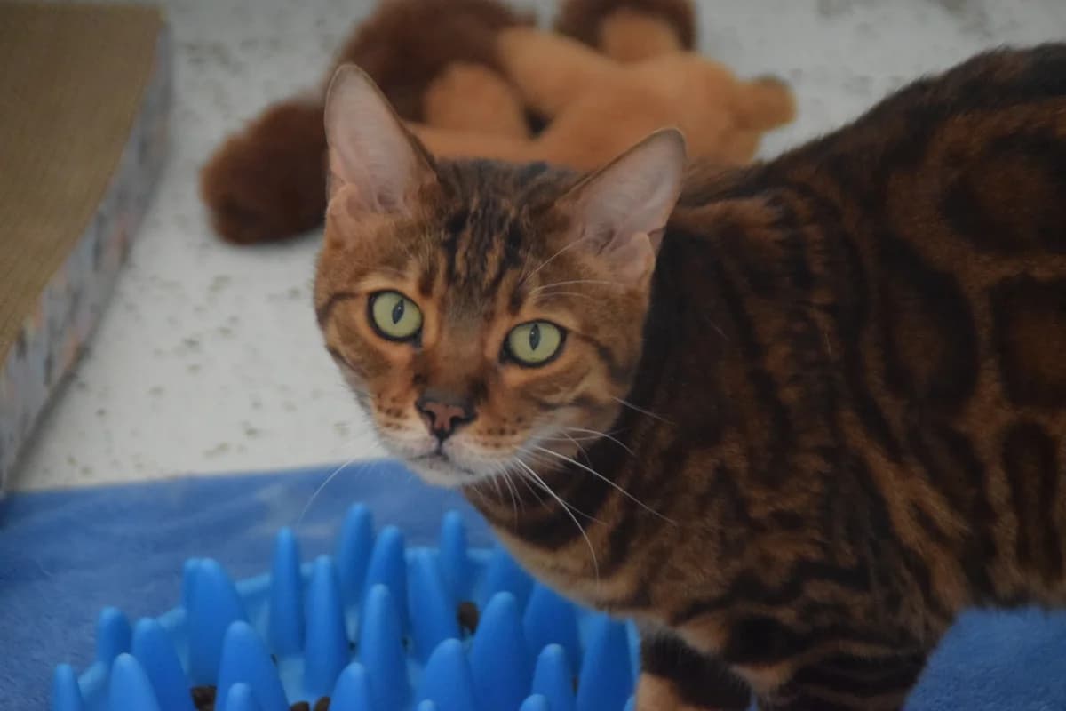 Maximo, male 7yo Bengal for adoption at BMT Tierheim Arche Noah Stuhr