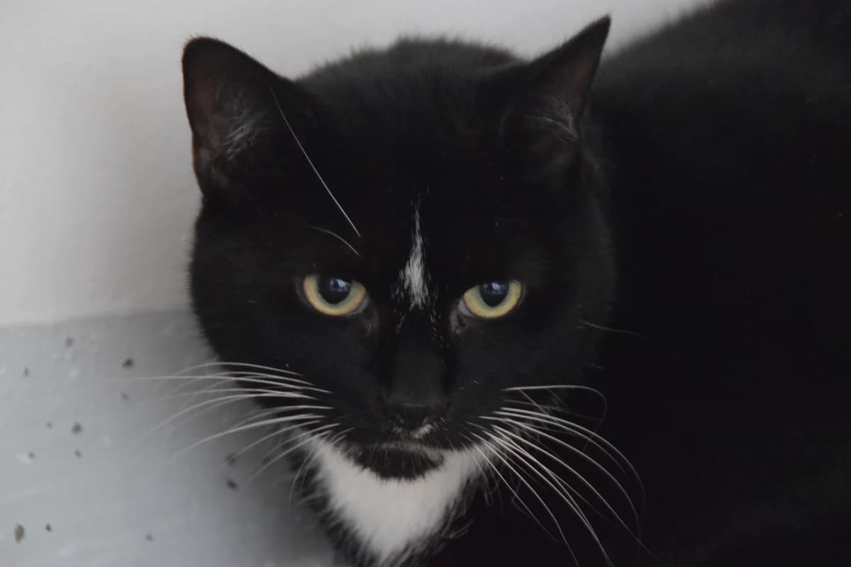 Mona, female senior European Shorthair for adoption at BMT Tierheim Arche Noah Stuhr