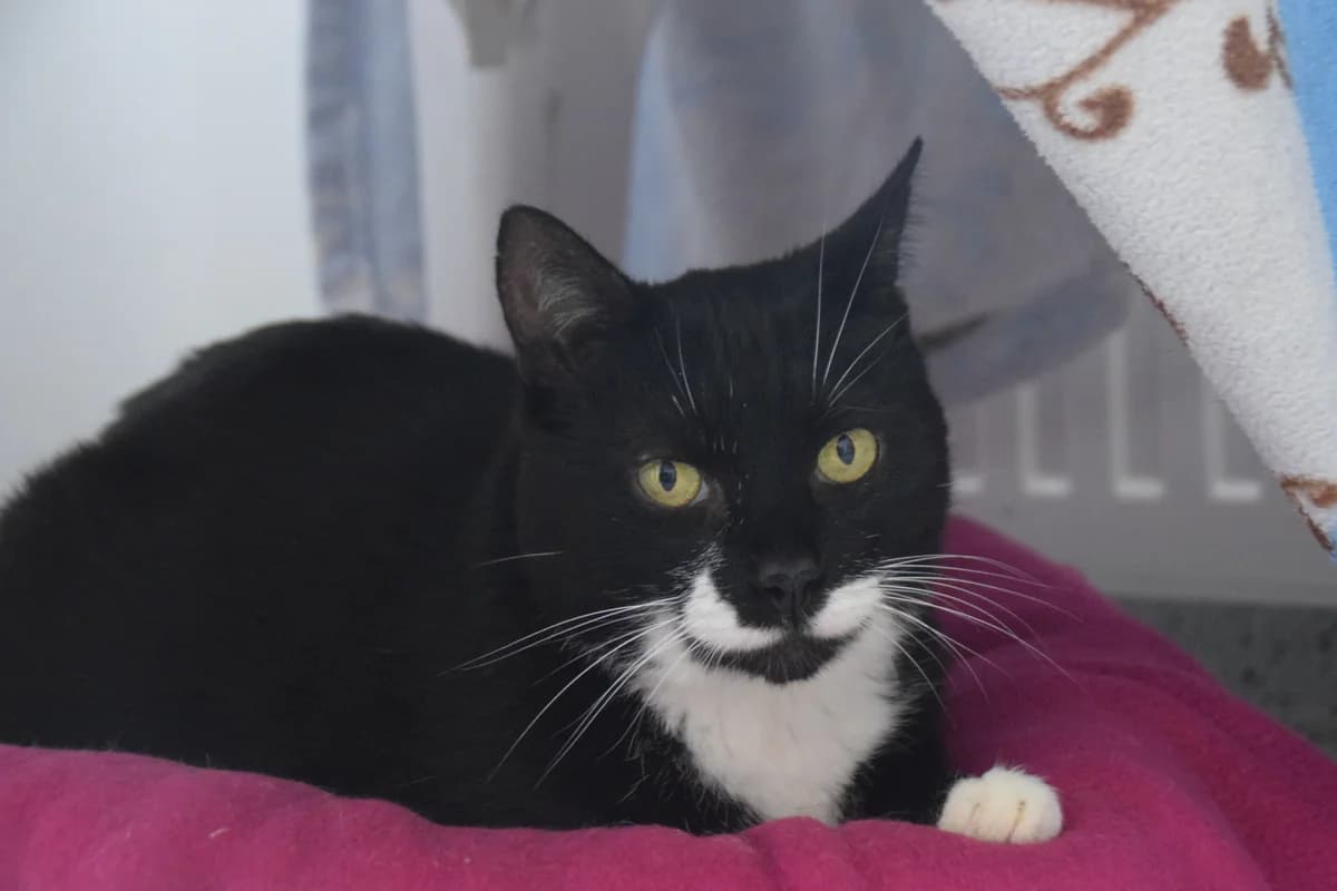 Merlin, male senior European Shorthair for adoption at BMT Tierheim Arche Noah Stuhr