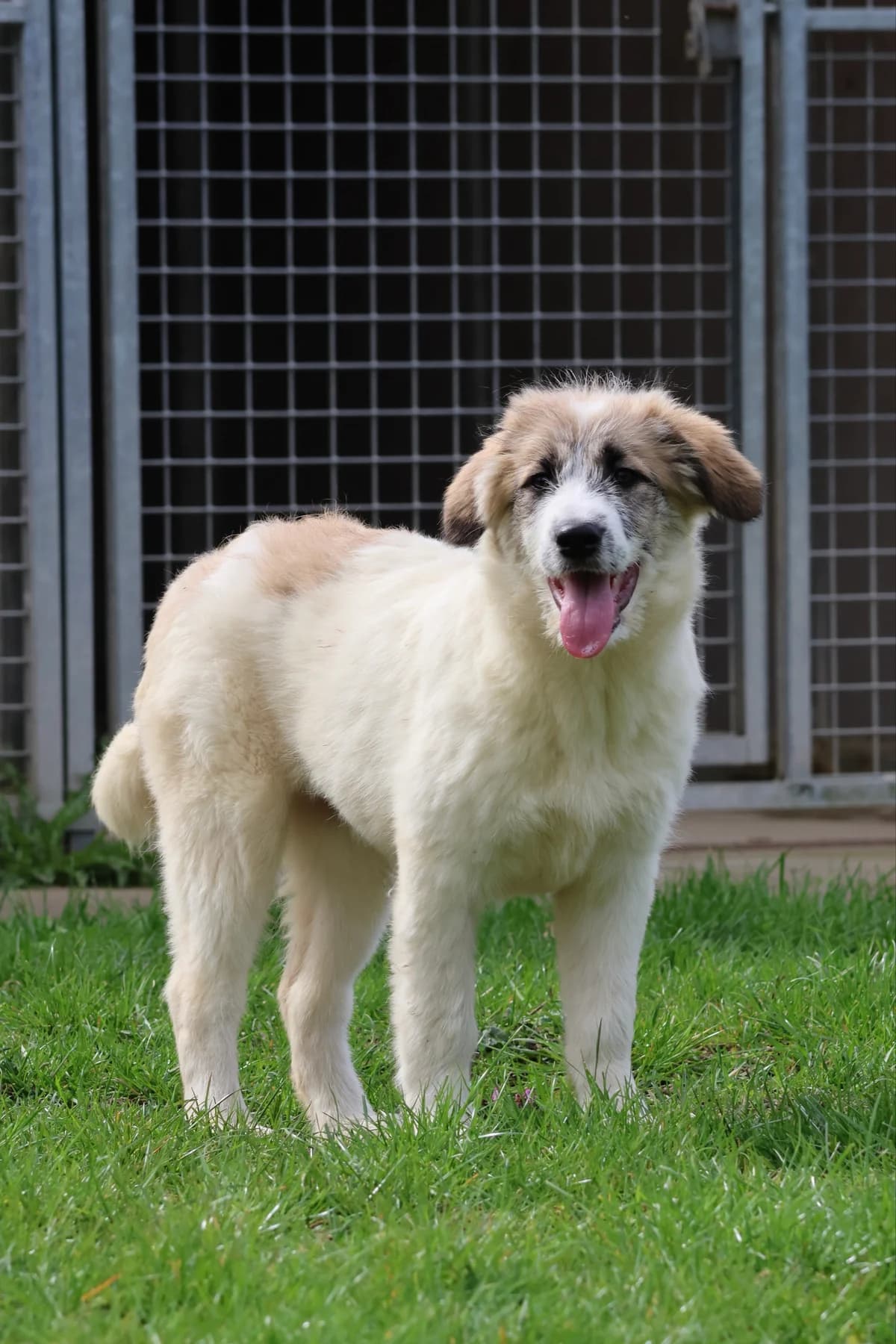 Oana, female puppy Mixed Breed for adoption at BMT Tierheim Arche Noah Stuhr