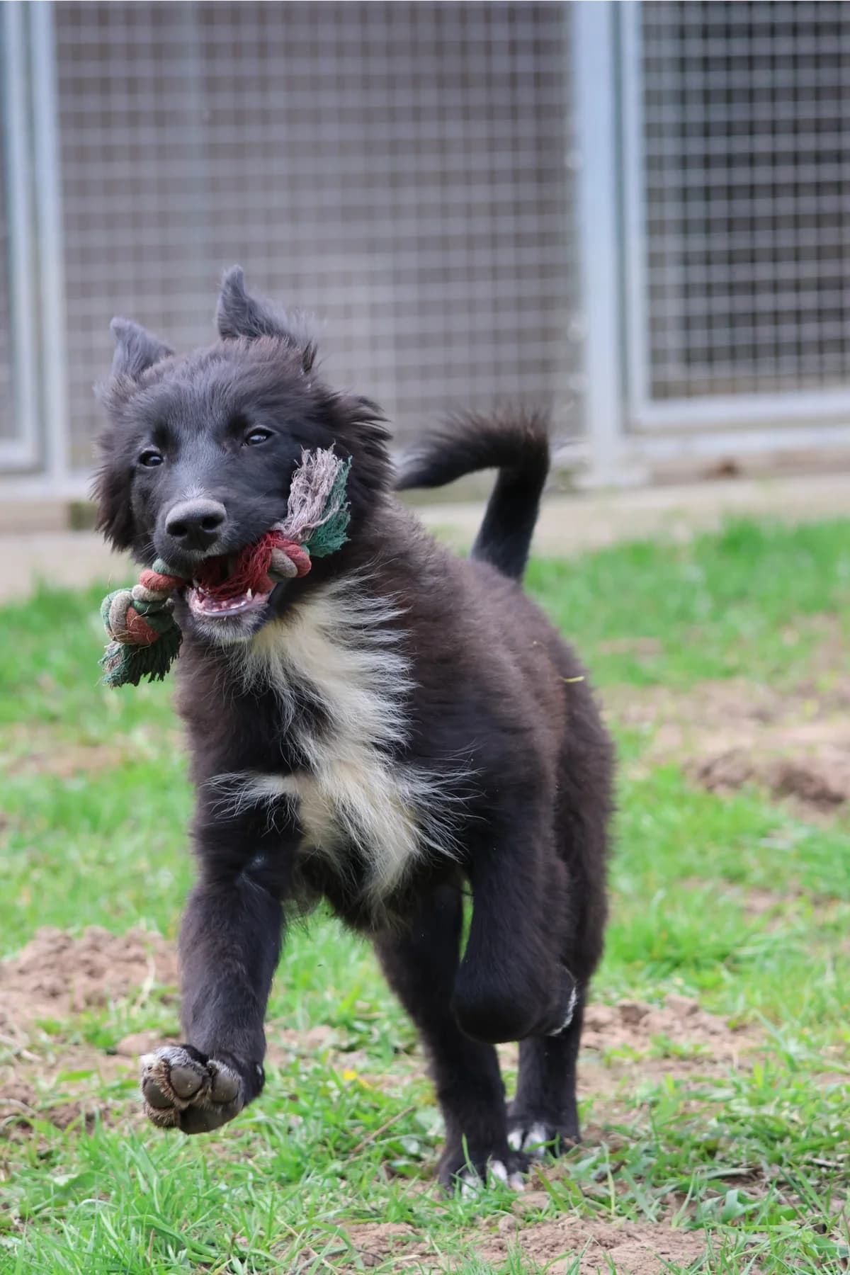 Olga, female puppy Mixed Breed for adoption at BMT Tierheim Arche Noah Stuhr