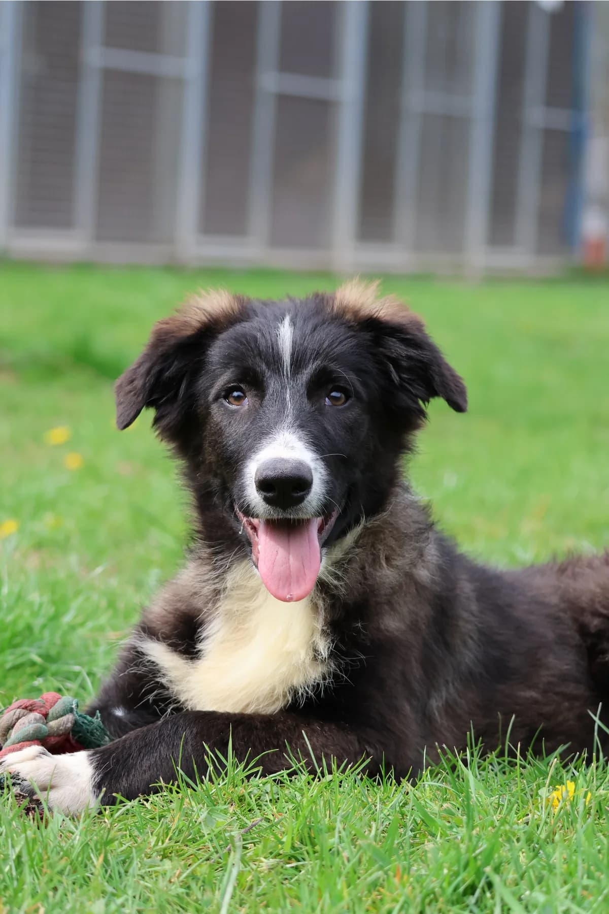 Olimpia, female puppy Mixed Breed for adoption at BMT Tierheim Arche Noah Stuhr