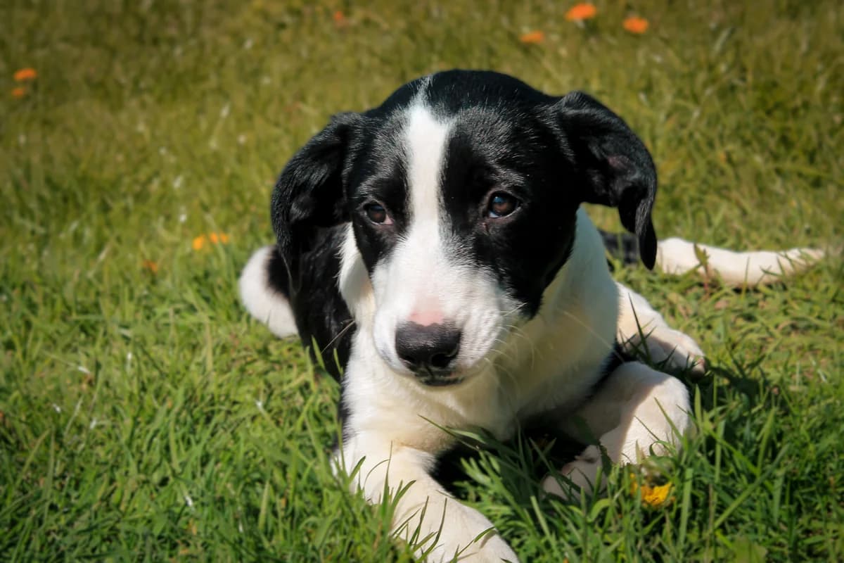 Jaspe, male puppy mixed breed for adoption at BMT Tierheim Arche Noah Stuhr