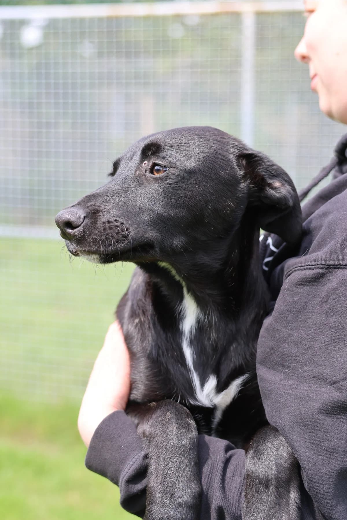 Onix, male puppy mixed breed for adoption at BMT Tierheim Arche Noah Stuhr