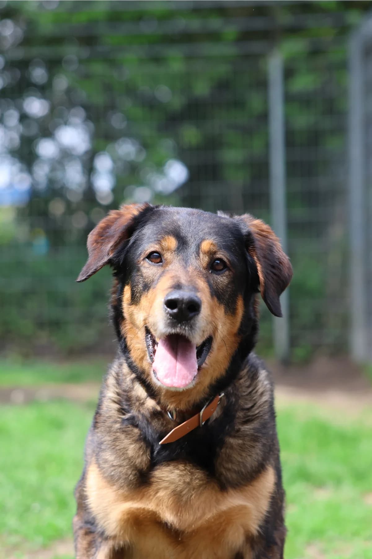 Jacky, female 7yo Mixed Breed for adoption at BMT Tierheim Arche Noah Stuhr