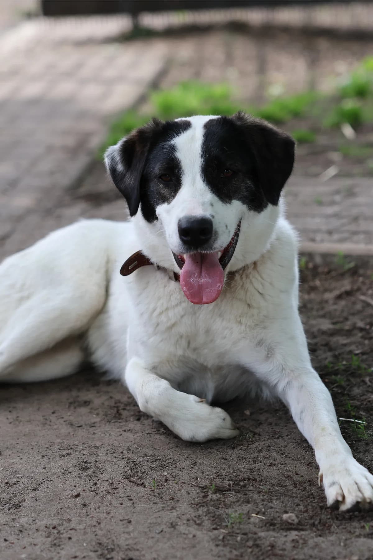 Sorbet, female young Mixed Breed for adoption at BMT Tierheim Arche Noah Stuhr