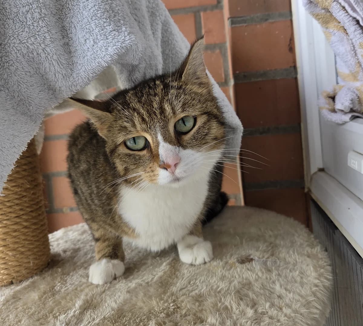 Nilah, female 5yo European Shorthair for adoption at BMT Tierheim Arche Noah Stuhr