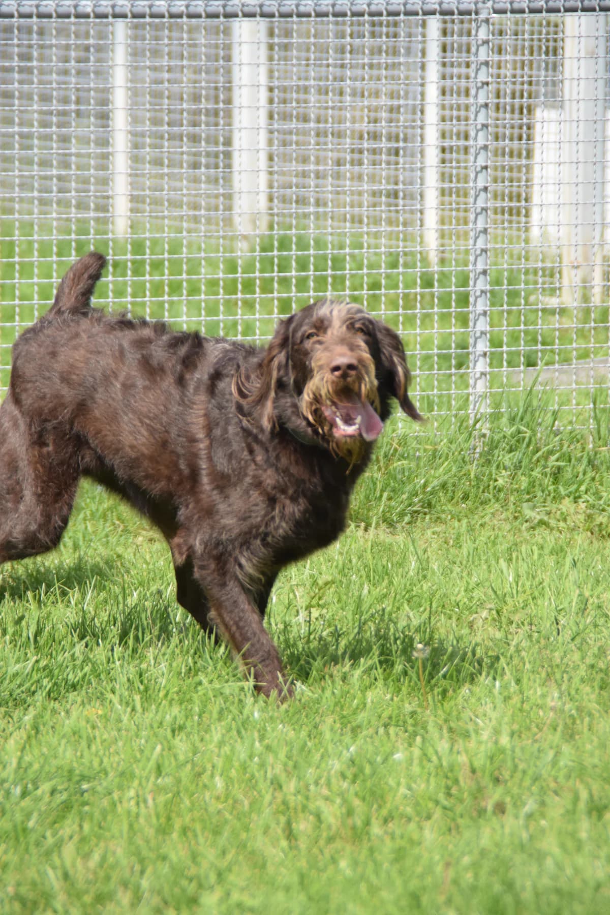 Lucy, female young Labrador Retriever for adoption at BMT Tierheim Arche Noah Stuhr