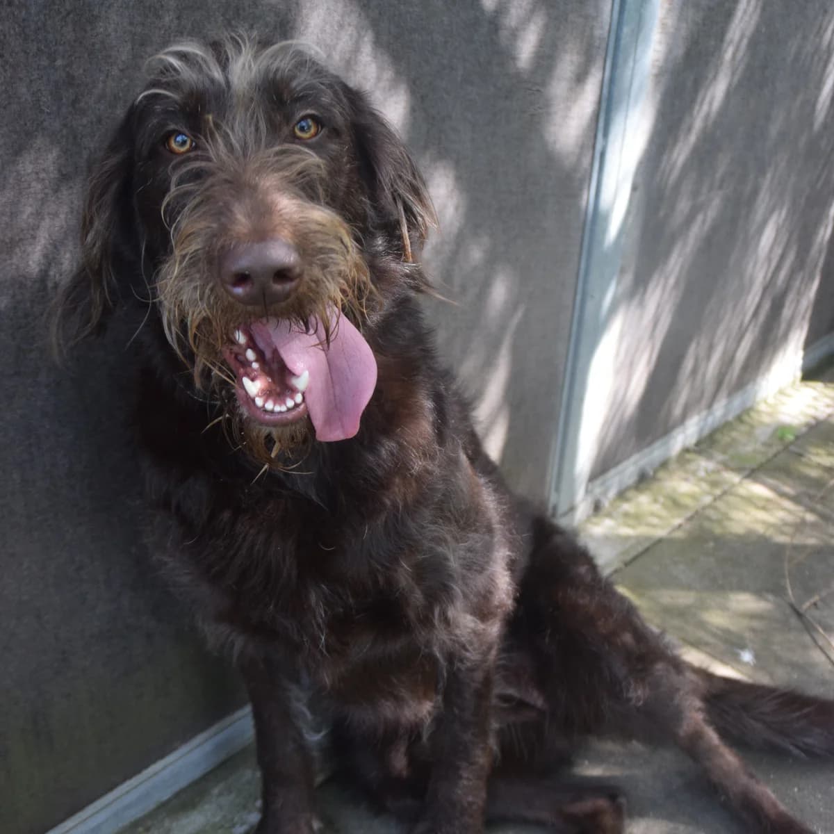Lucy, female young Labrador Retriever for adoption at BMT Tierheim Arche Noah Stuhr