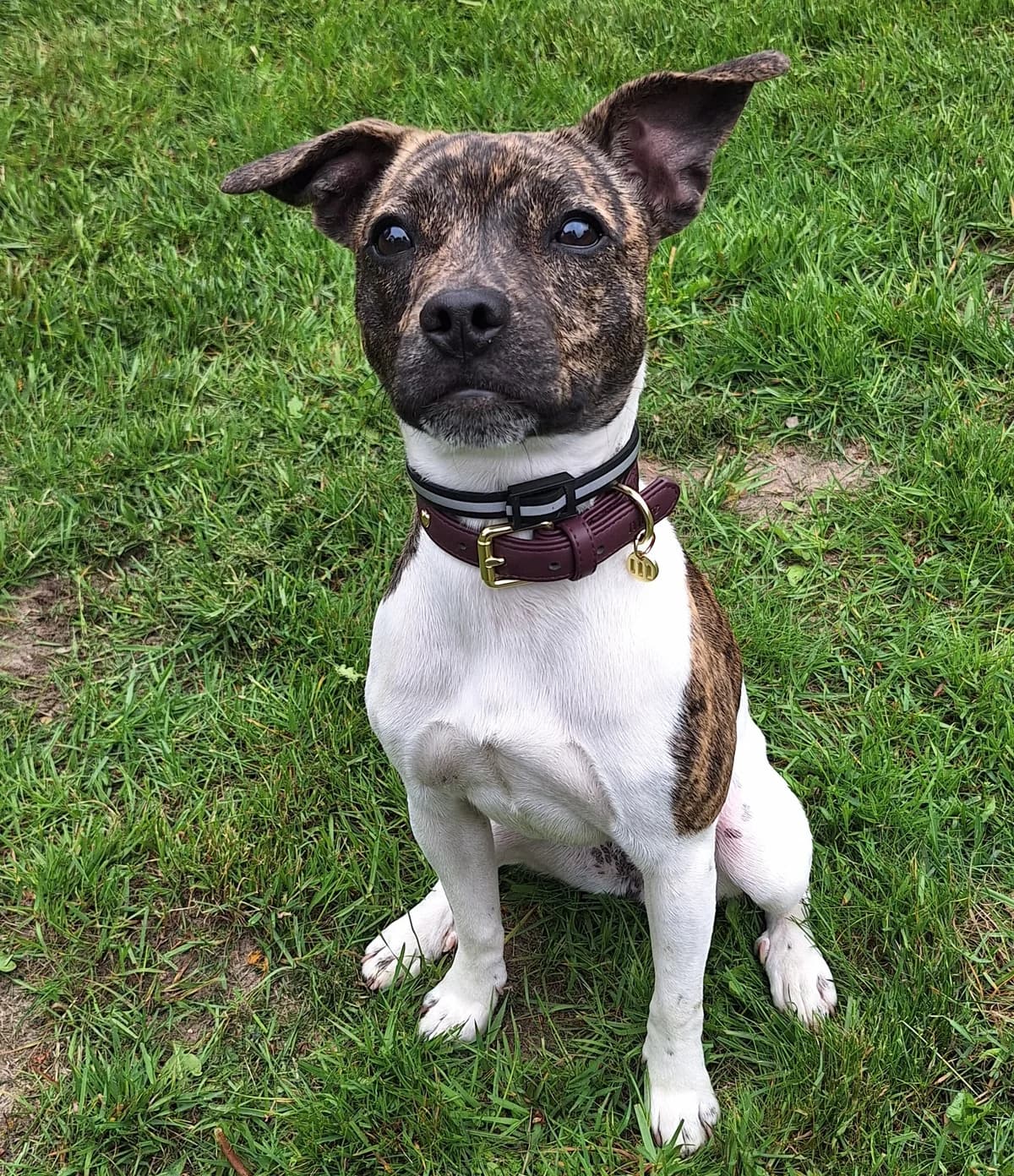 Amy, female puppy Jack Russell Terrier for adoption at BMT Tierheim Arche Noah Stuhr