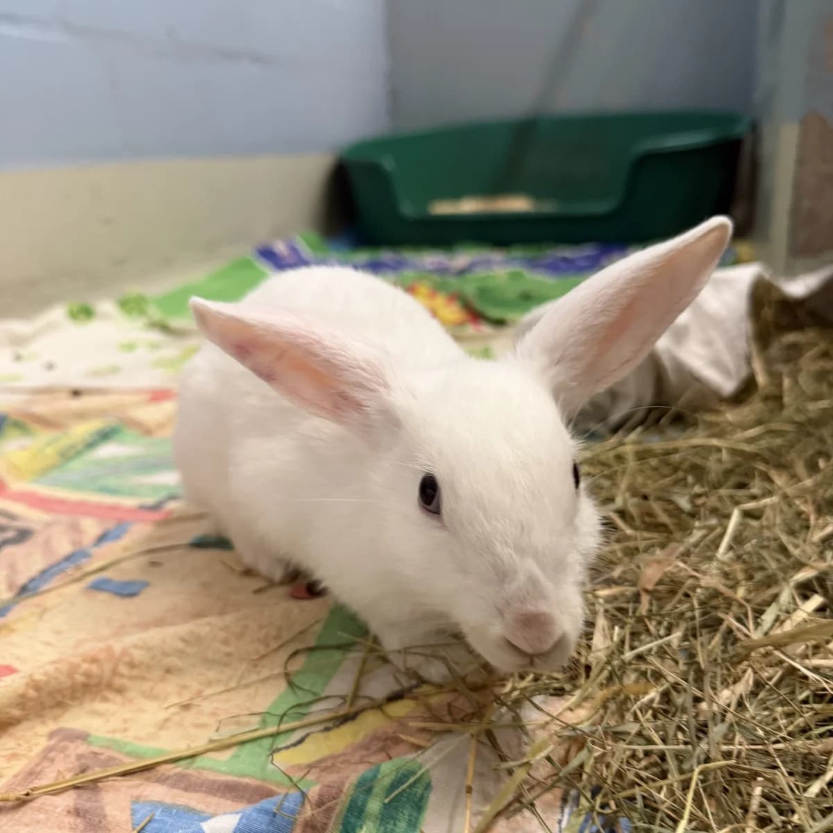 Snow, male puppy Mixed Breed for adoption at BMT Tierheim Arche Noah Stuhr