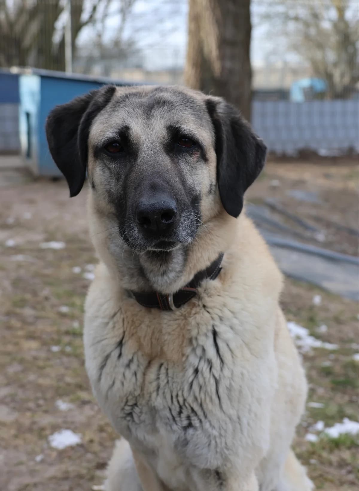 Zora, female senior Kangal for adoption at BMT Tierheim Arche Noah Stuhr