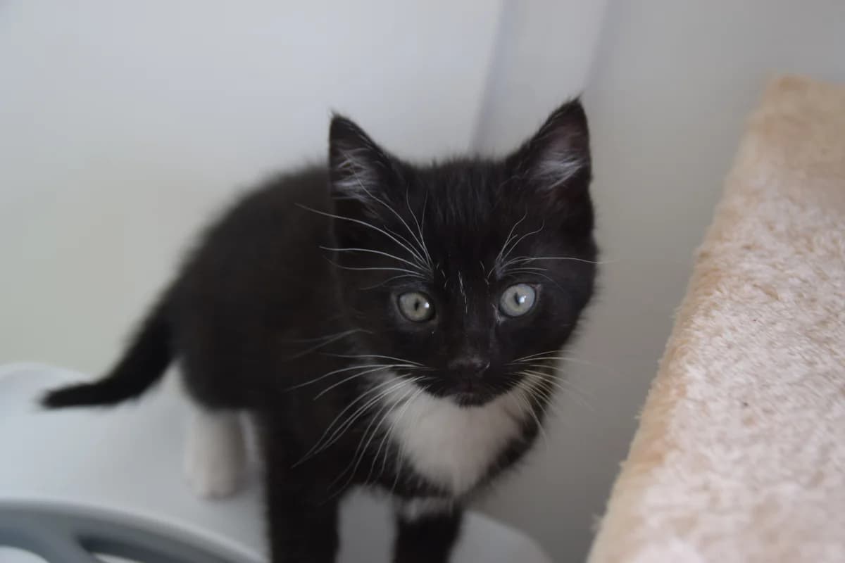 Boots, male puppy European Shorthair for adoption at BMT Tierheim Arche Noah Stuhr