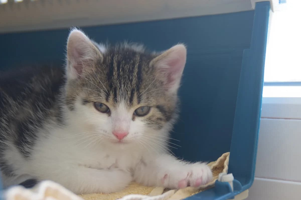 Bono, male puppy European Shorthair for adoption at BMT Tierheim Arche Noah Stuhr