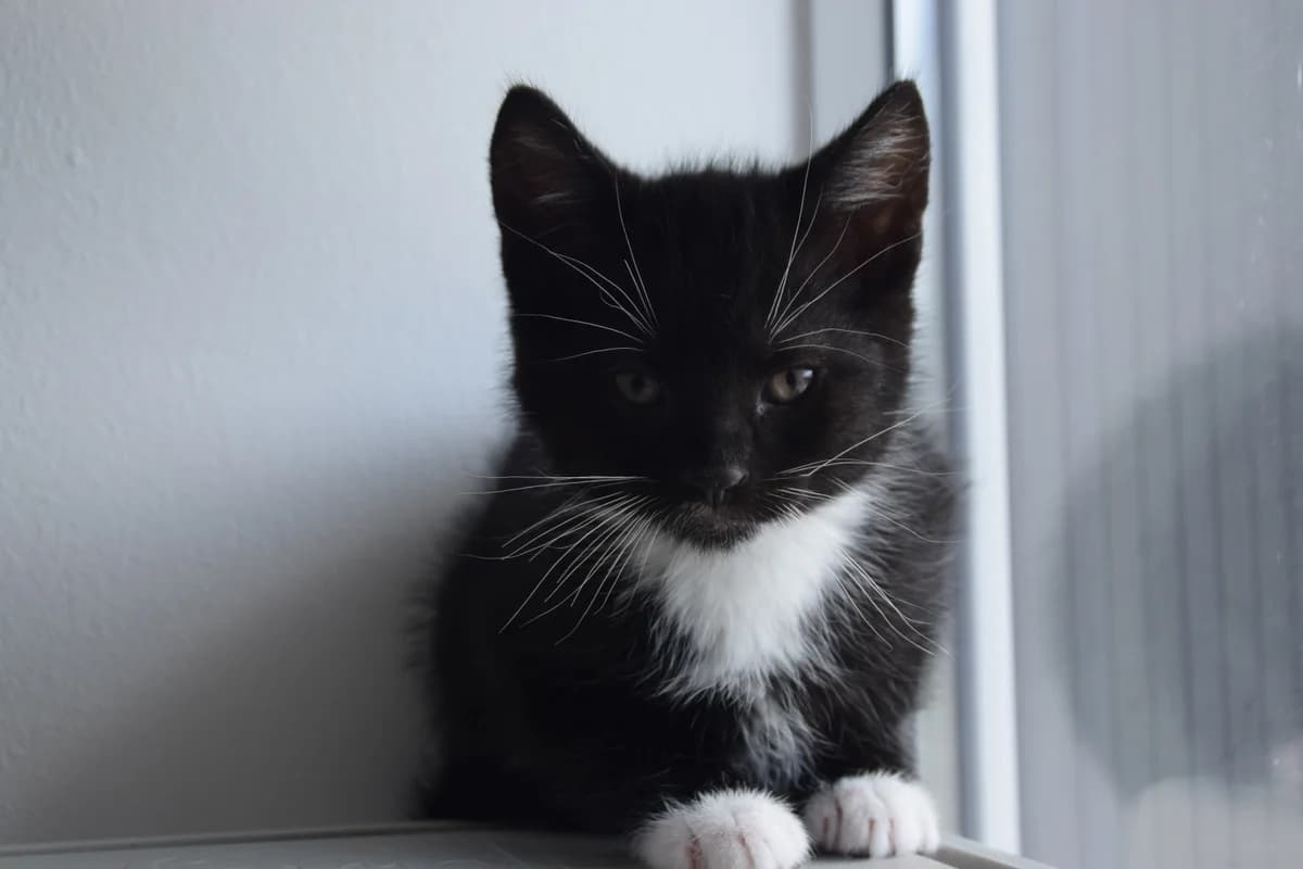 Boogie, male puppy European Shorthair for adoption at BMT Tierheim Arche Noah Stuhr