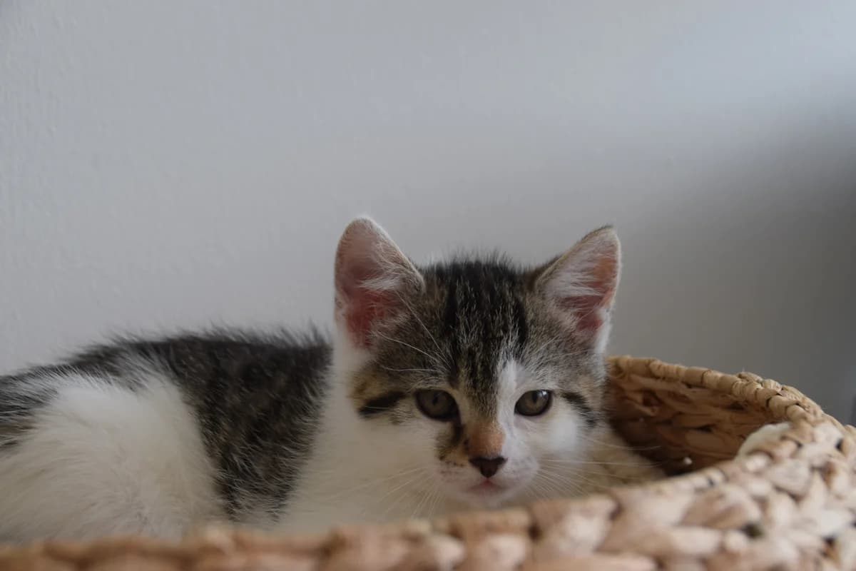 Bodhi, female puppy European Shorthair for adoption at BMT Tierheim Arche Noah Stuhr