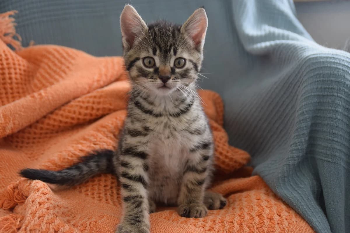 Anni, female puppy European Shorthair for adoption at BMT Tierheim Arche Noah Stuhr