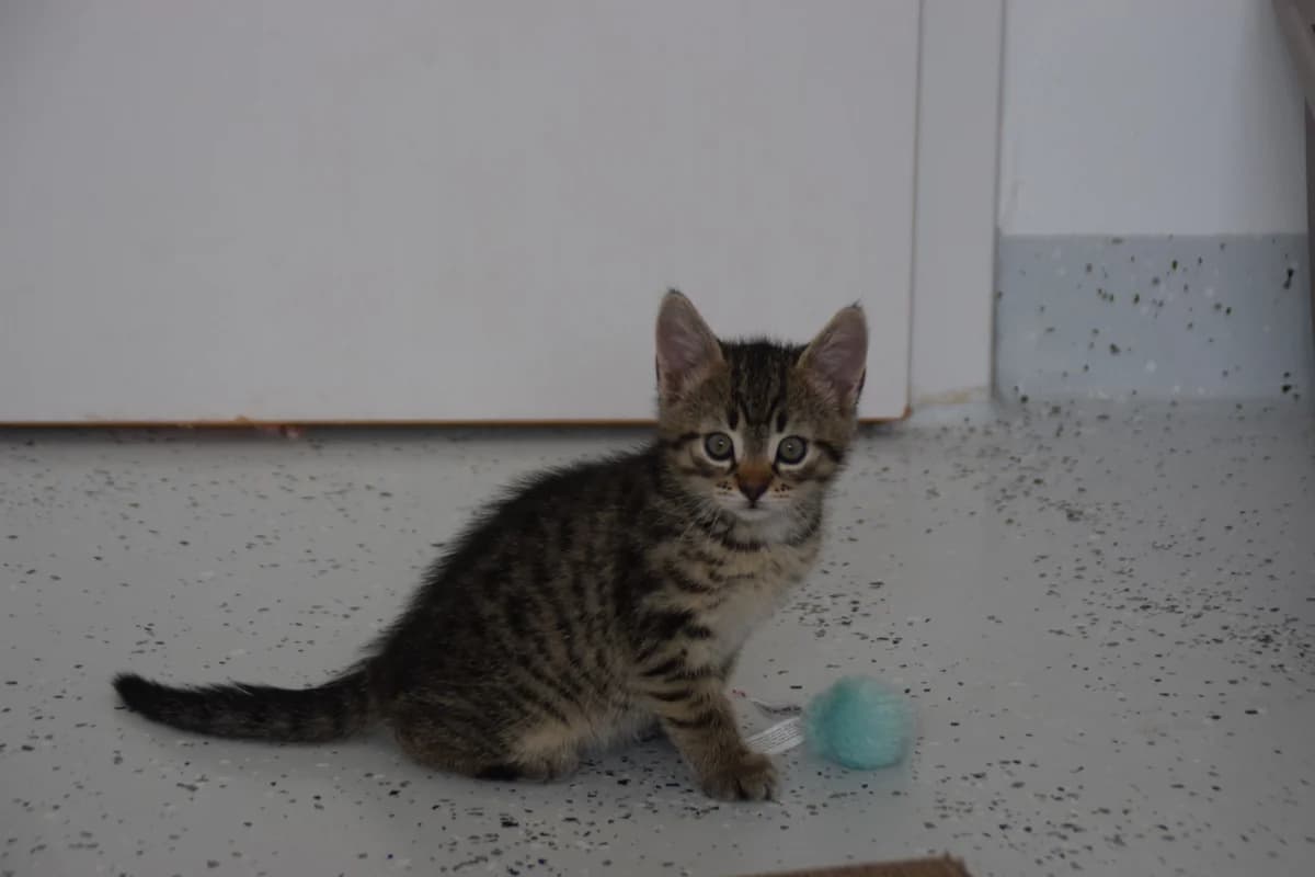 Alva, female puppy European Shorthair for adoption at BMT Tierheim Arche Noah Stuhr