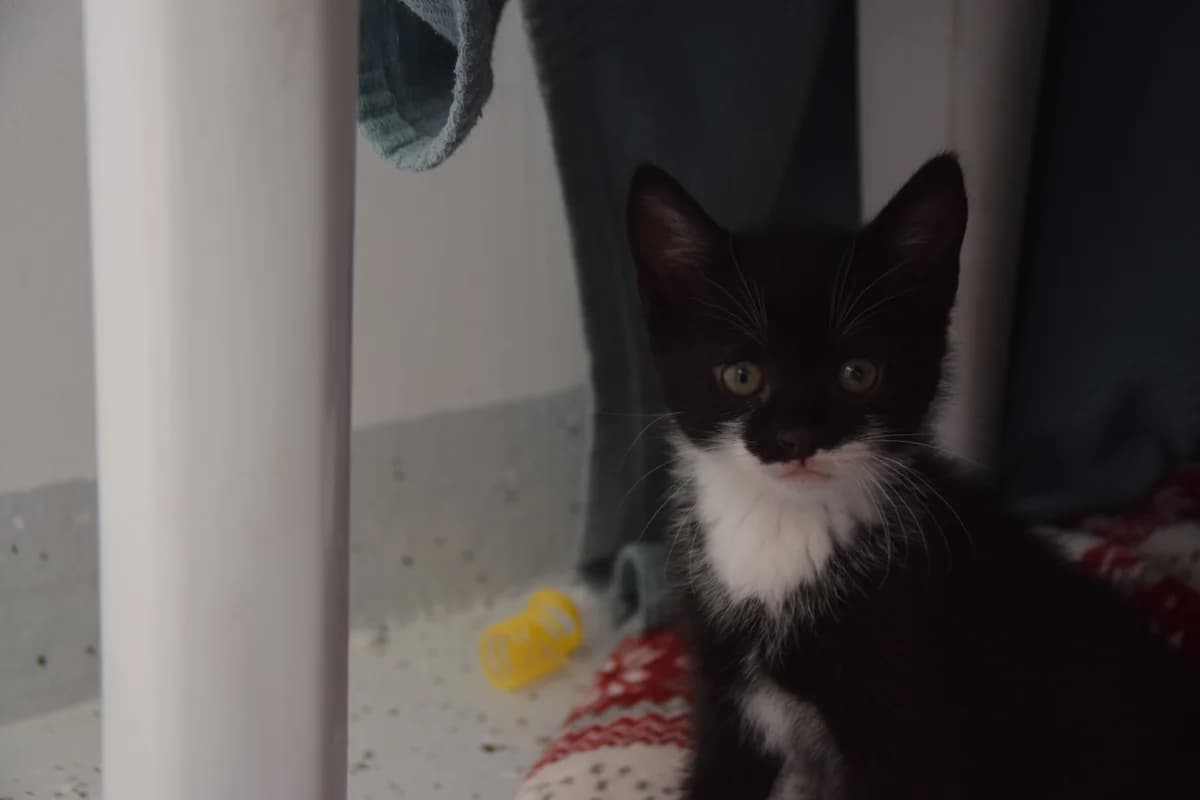 Albert, male puppy European Shorthair for adoption at BMT Tierheim Arche Noah Stuhr
