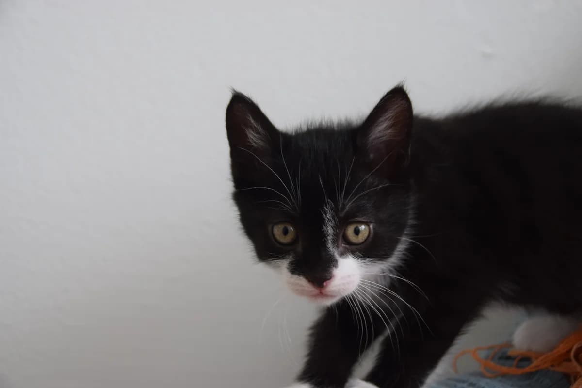 Alfie, male puppy European Shorthair for adoption at BMT Tierheim Arche Noah Stuhr