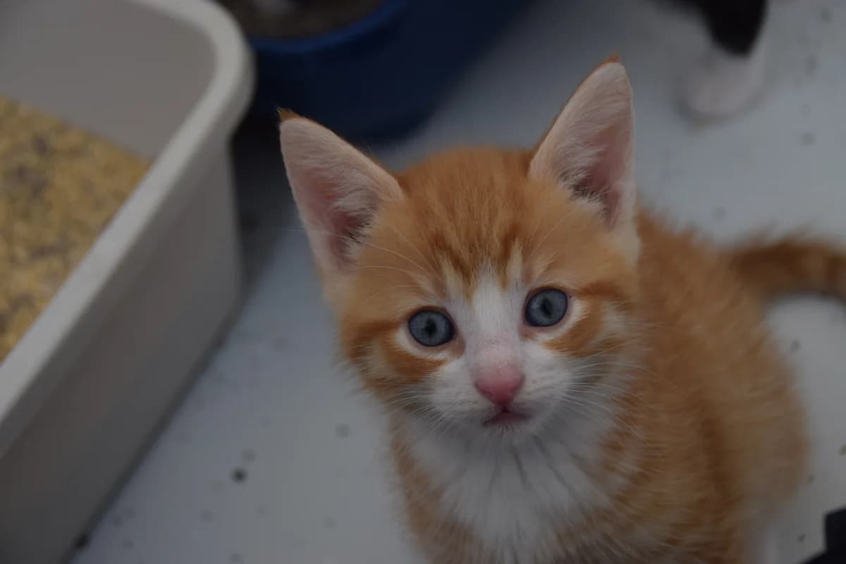Houdini, male puppy European Shorthair for adoption at BMT Tierheim Arche Noah Stuhr