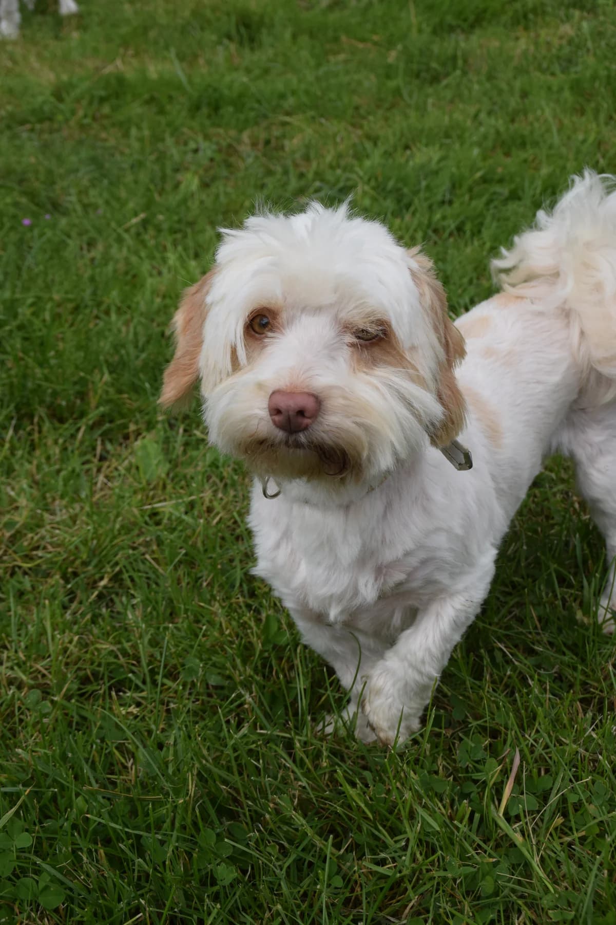 Goldy, female puppy Bichon Frisé for adoption at BMT Tierheim Arche Noah Stuhr