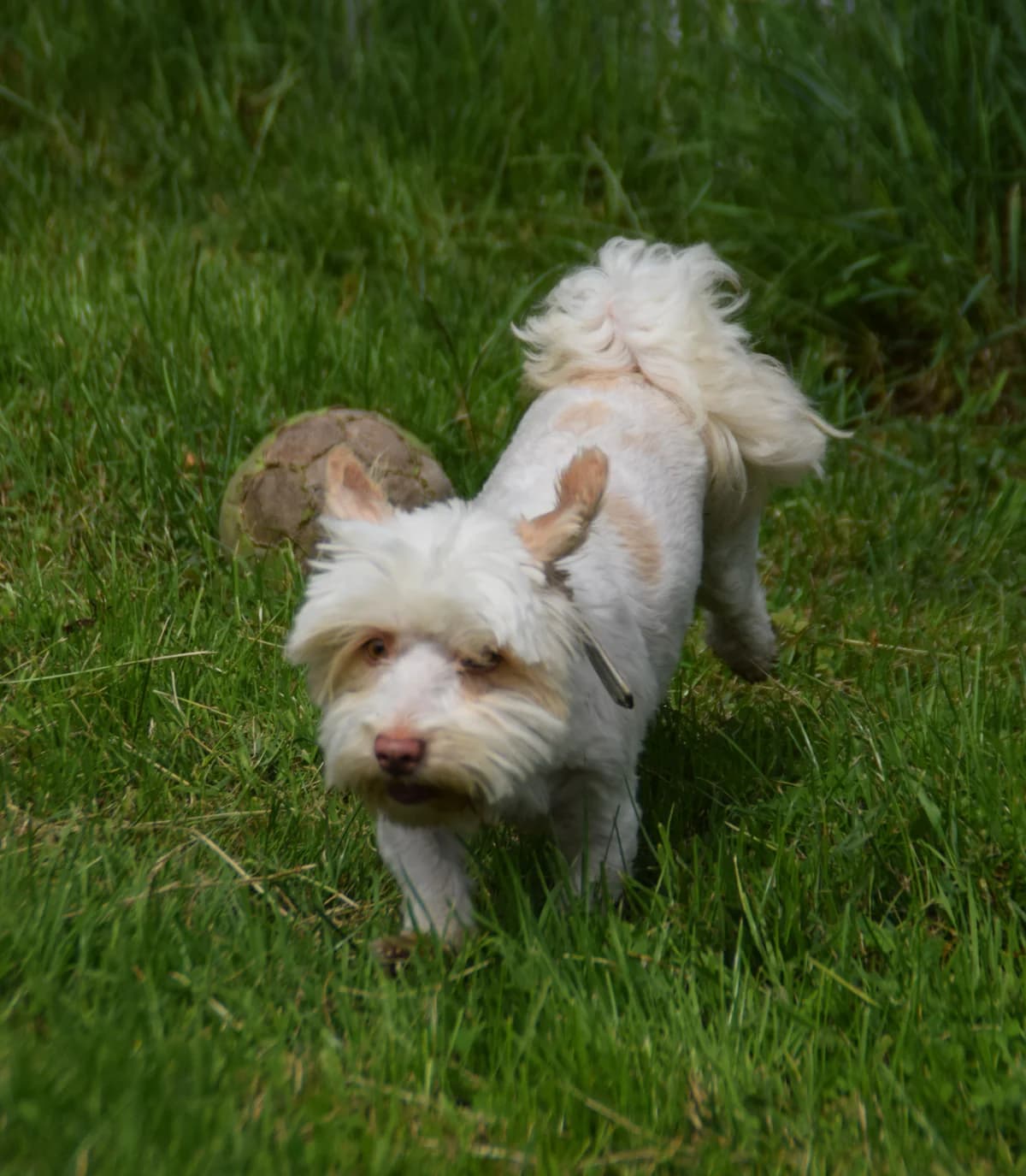 Goldy, female 5yo Bichon Frisé for adoption at BMT Tierheim Arche Noah Stuhr