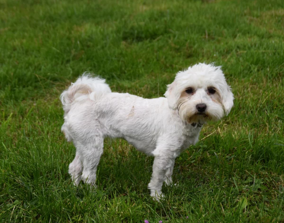 Bella, female puppy Mixed Breed for adoption at BMT Tierheim Arche Noah Stuhr