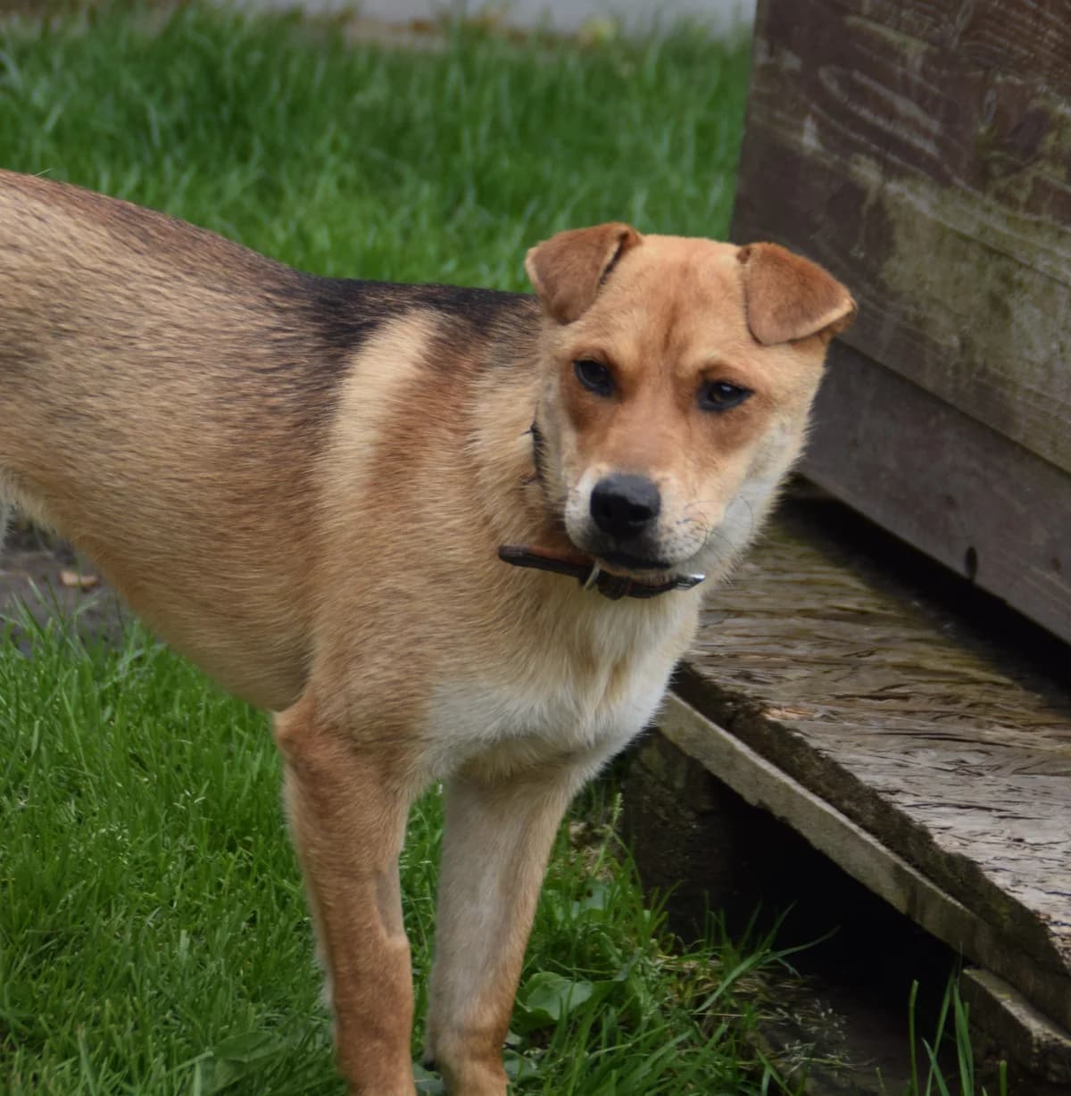 Lujza, female puppy Mixed Breed for adoption at BMT Tierheim Arche Noah Stuhr