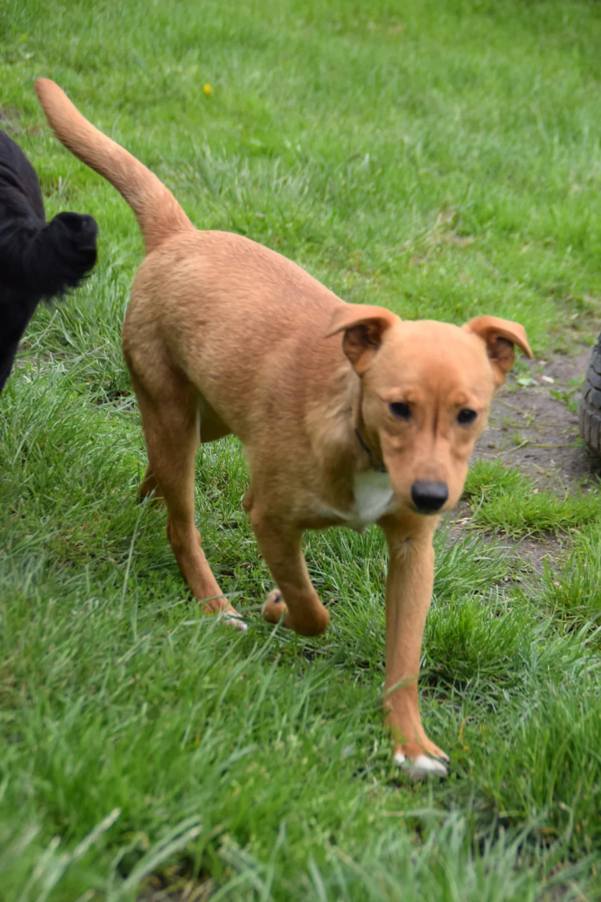 Barni, male puppy Mixed Breed for adoption at BMT Tierheim Arche Noah Stuhr